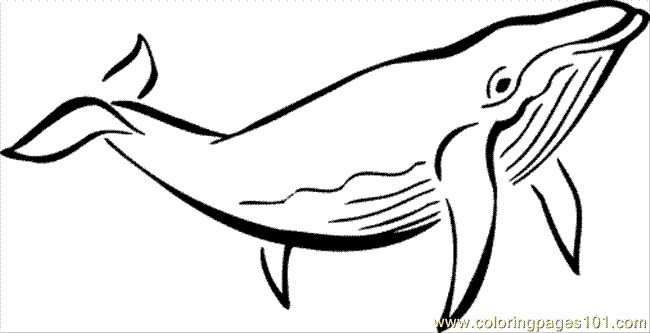 Blue Whale Coloring Pages
 Ocean Animal Coloring Page 03 Coloring Page Free Whale