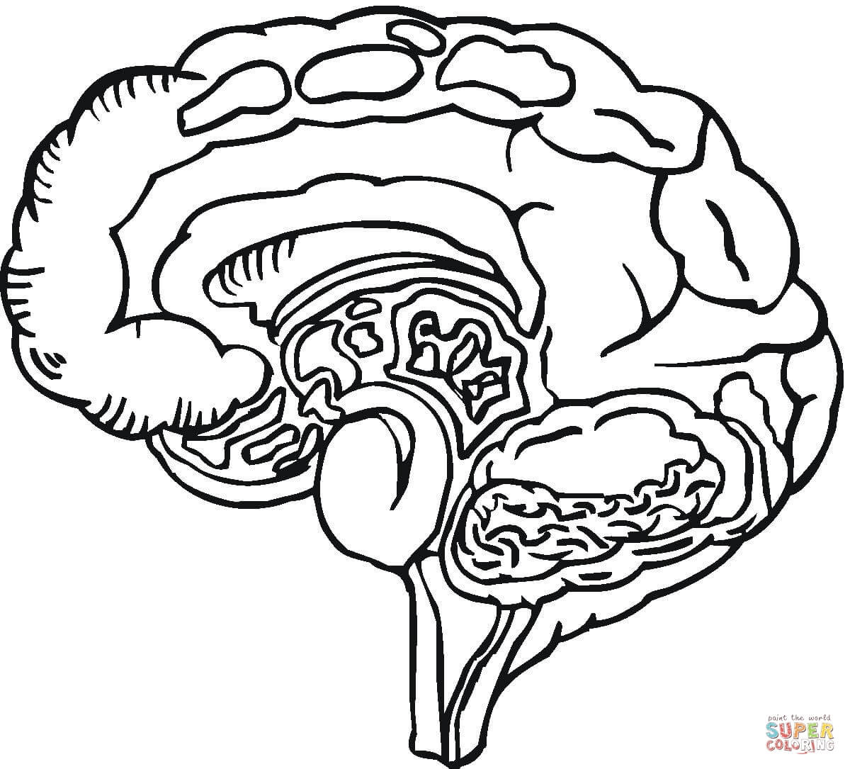 Brain Coloring Sheet
 Human Brain Coloring Page Coloring Home
