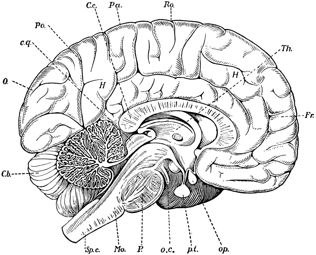 Brain Coloring Sheet
 Brain Coloring Page Printable