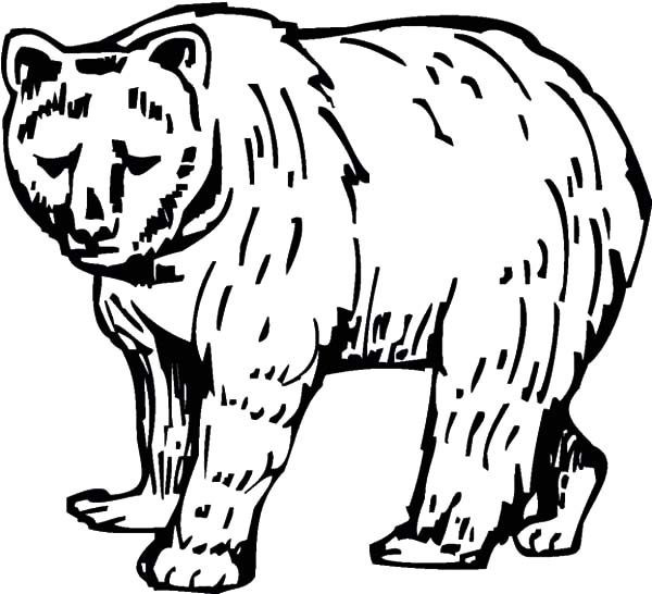 Brown Bear Brown Bear Coloring Pages
 Sketch of Brown Bear Coloring Pages