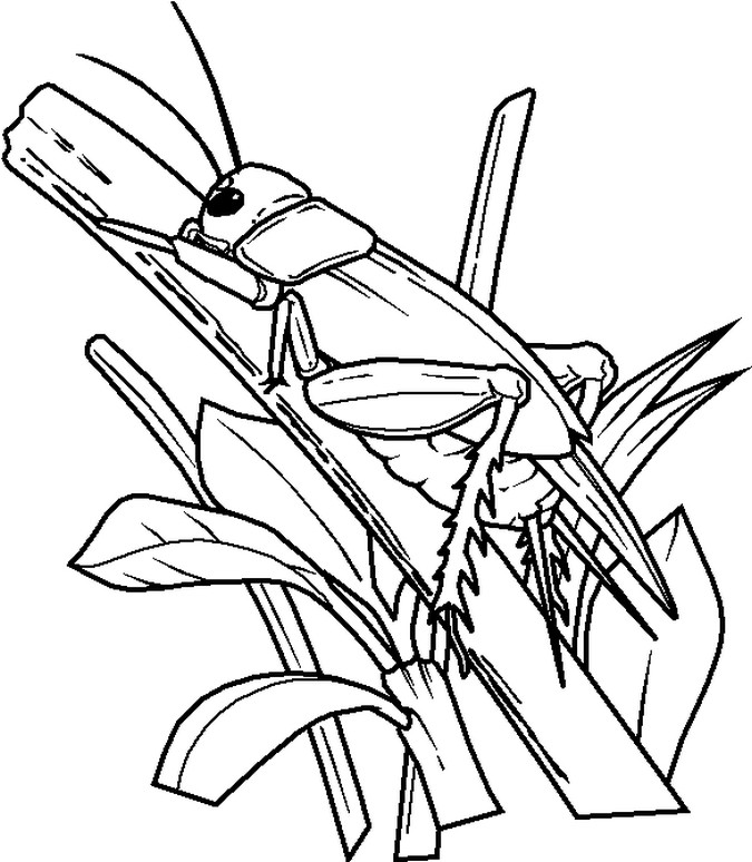 Bug Coloring Pages
 Free Printable Bug Coloring Pages For Kids