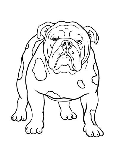 Bulldog Coloring Pages
 17 Best images about dog patterns on Pinterest