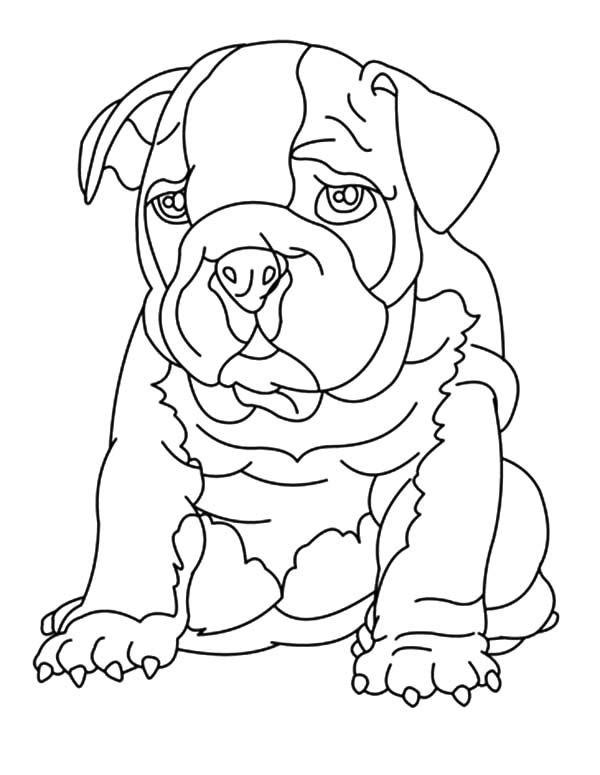 Bulldog Coloring Pages
 Drawing Bulldog Coloring Pages