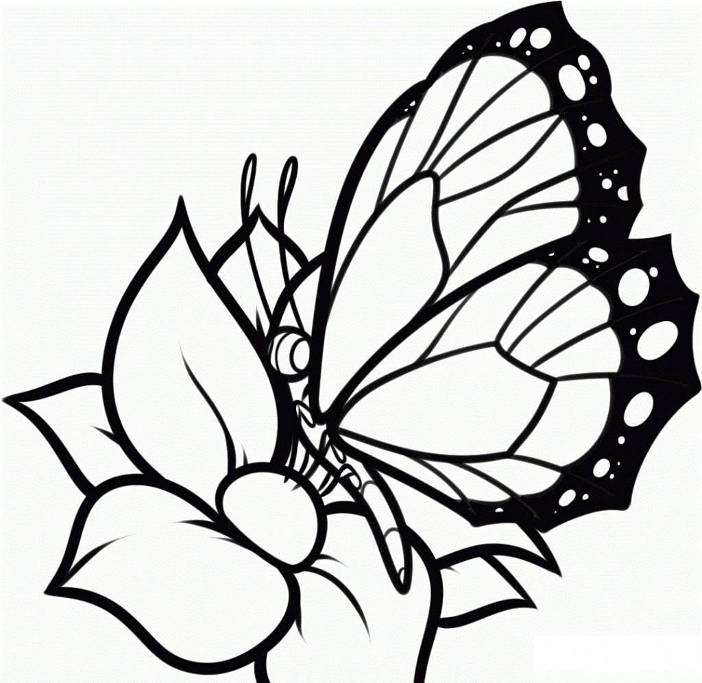 Butterfly Free Coloring Pages
 Free Printable Butterfly Coloring Pages For Kids