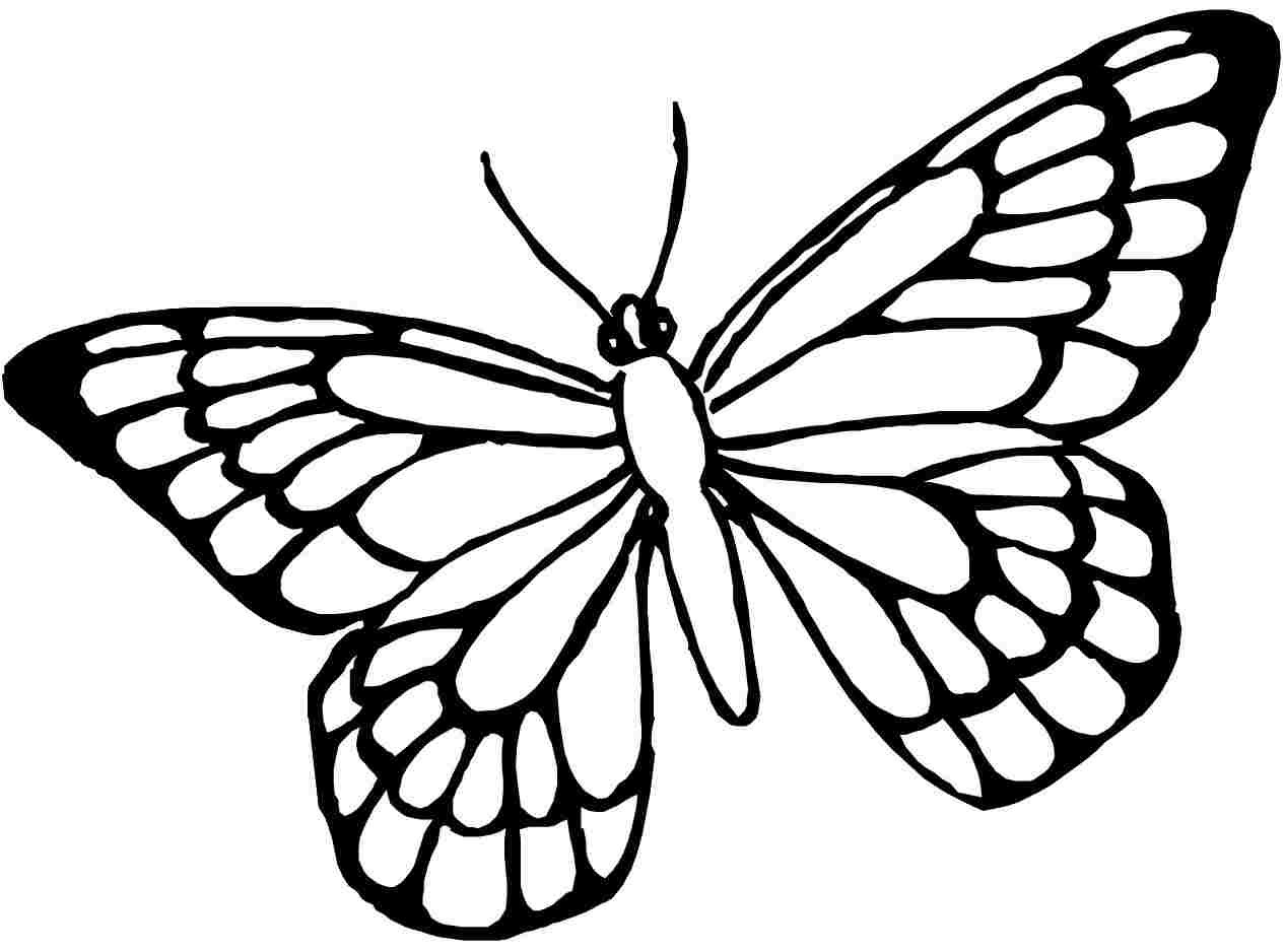 Butterfly Free Printable Coloring Sheets
 Printable Butterflies Printable 360 Degree