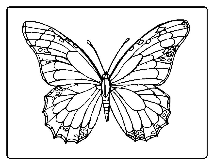Butterfly Free Printable Coloring Sheets
 Printable coloring pages of animals " Butterfly