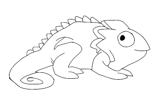 Cameleon Coloring Pages
 Chameleon Coloring Sheet Bing images