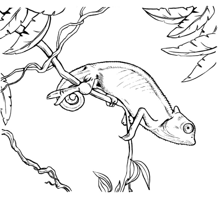 Cameleon Coloring Pages
 Chameleon Coloring Pages To Printable