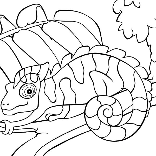 Cameleon Coloring Pages
 Chameleon Free Coloring Pages