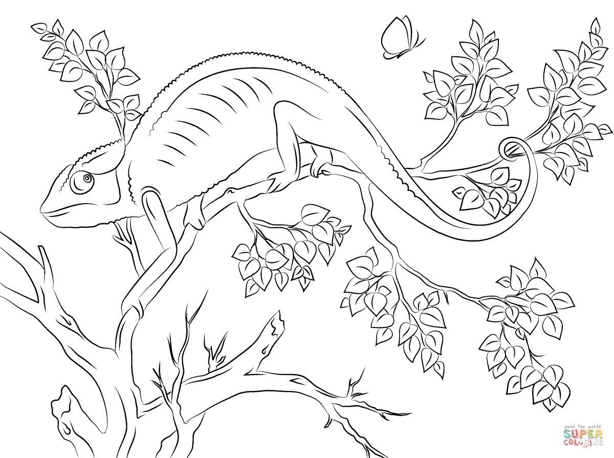 Cameleon Coloring Pages
 Cute Chameleon coloring page