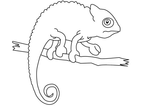 Cameleon Coloring Pages
 chameleon iguana coloring page Download & Print line