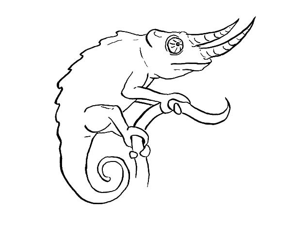 Cameleon Coloring Pages
 Long Nosed Chameleon Coloring Pages