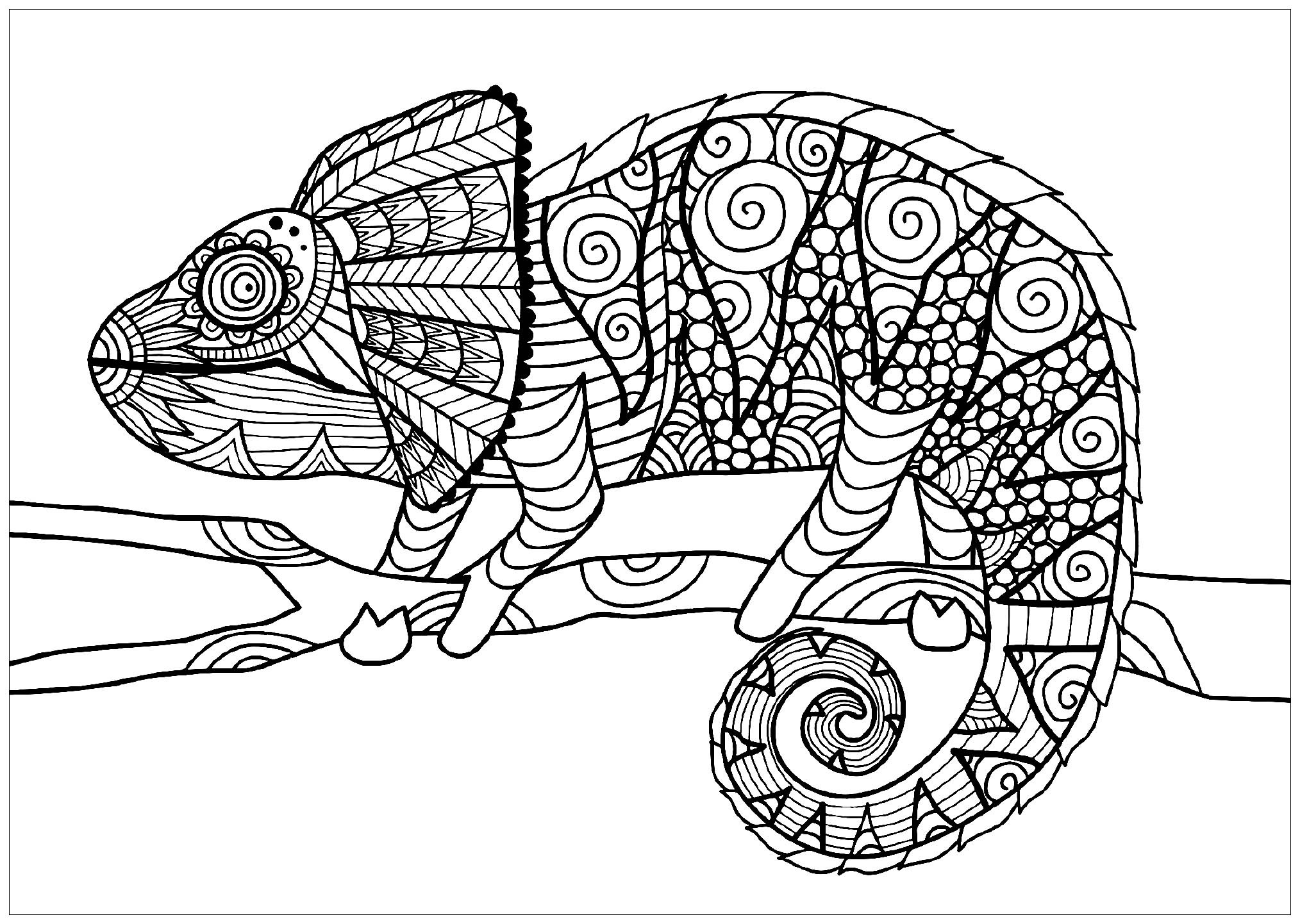 Cameleon Coloring Pages
 Chameleon on branch Chameleons & lizards Adult Coloring