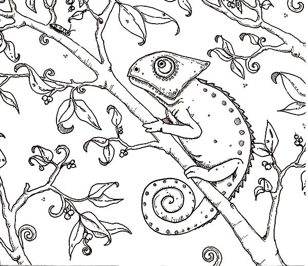 Cameleon Coloring Pages
 How to Draw Chameleon Coloring Pages How to Draw