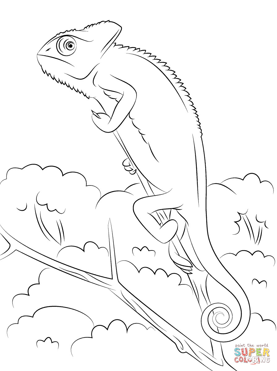 Cameleon Coloring Pages
 Veiled Chameleon coloring page