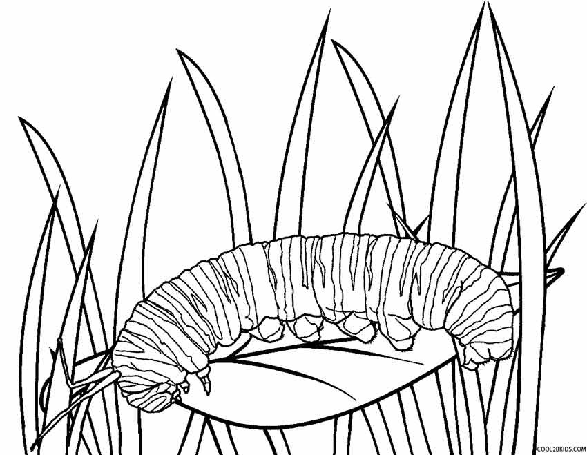 Catepillar Coloring Pages
 Printable Caterpillar Coloring Pages For Kids