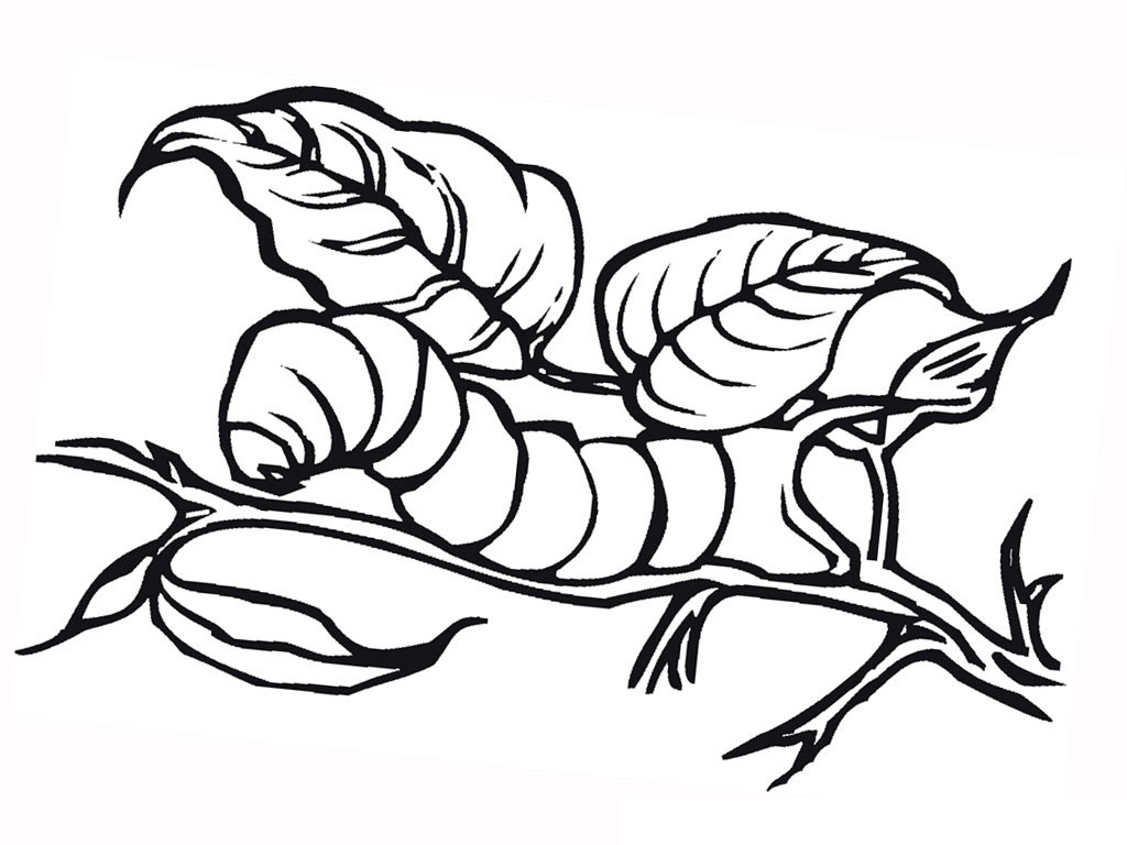 Catepillar Coloring Pages
 Free Printable Caterpillar Coloring Pages For Kids