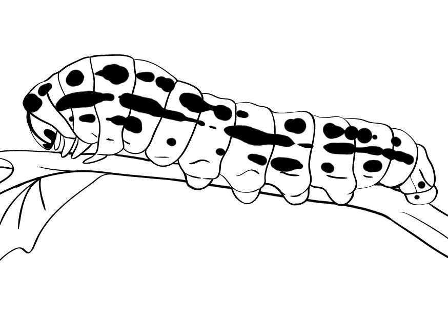 Caterpillar Coloring Pages
 Free Printable Caterpillar Coloring Pages For Kids