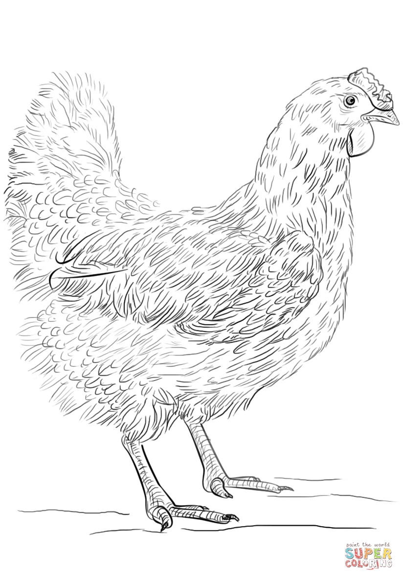 Chickens Coloring Pages
 Hen coloring page