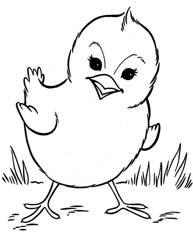 Chickens Coloring Pages
 printable chicken coloring pages for preschoolers