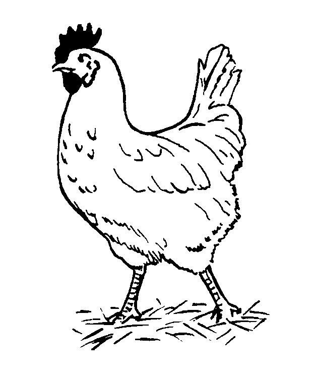 Chickens Coloring Pages
 Kids n fun