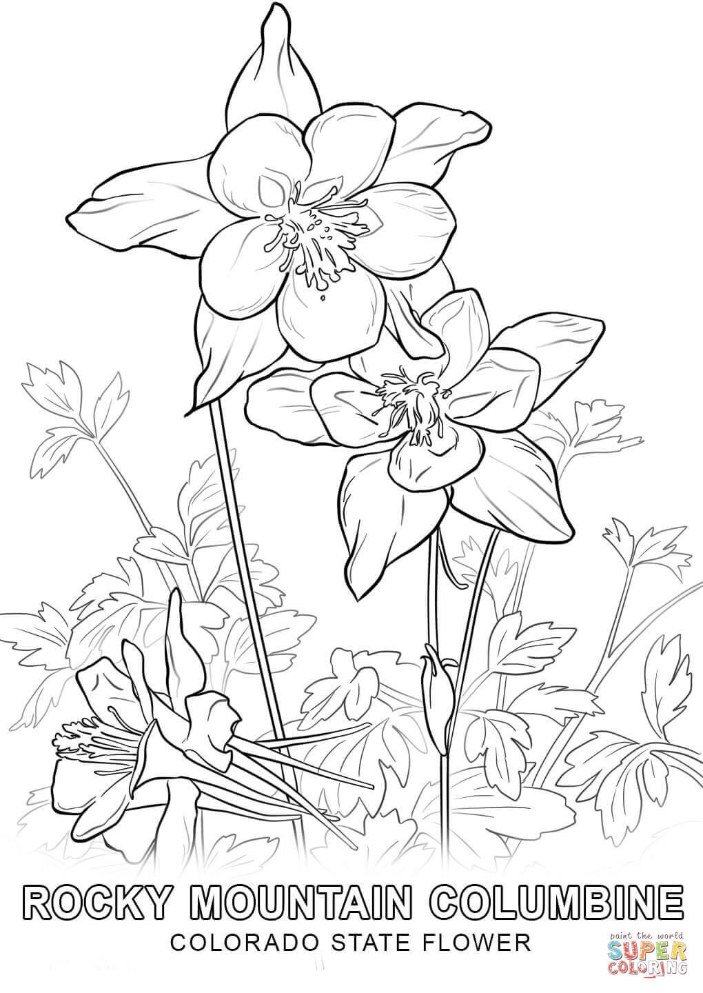 Colorado Coloring Pages
 Colorado State Flower coloring page