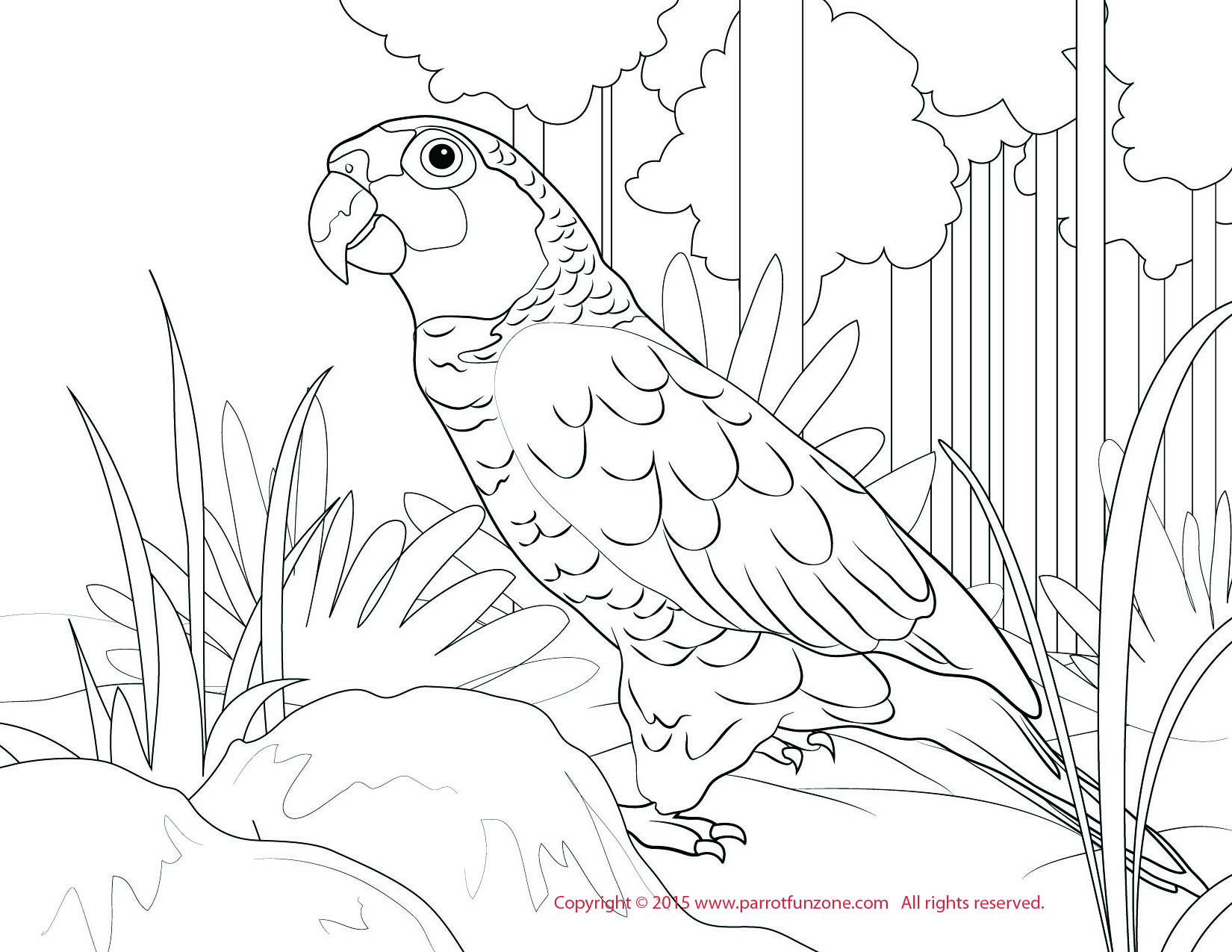 Coloring Book Amazon
 Red Lored Amazon