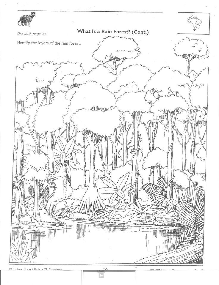 Coloring Book Amazon
 Amazon Rainforest Packet 2 1264×1648