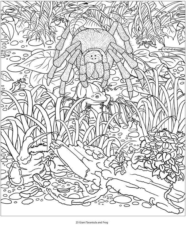 Coloring Book Amazon
 1000 images about coloring pages on Pinterest