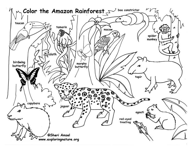 Coloring Book Amazon
 Amazon Rainforest Animals Coloring Pages