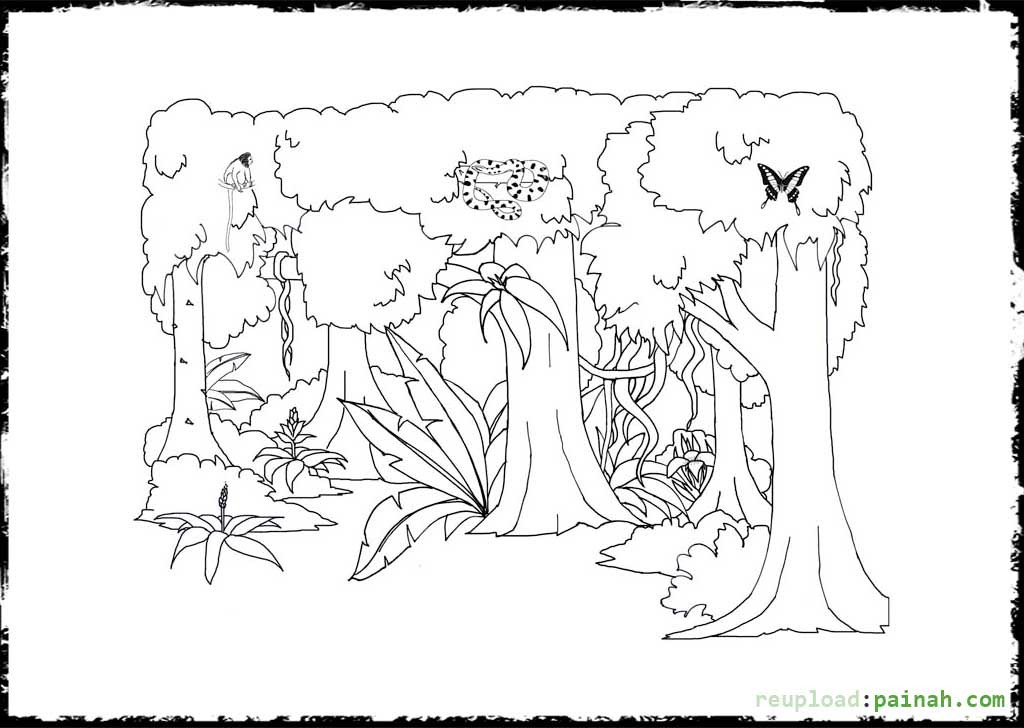 Coloring Book Amazon
 Rainforest Coloring Pages Coloring Pages