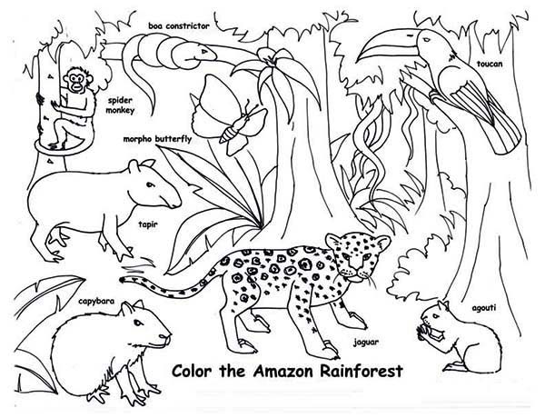 Coloring Book Amazon
 Amazon Rainforest Animals Coloring Page Download & Print
