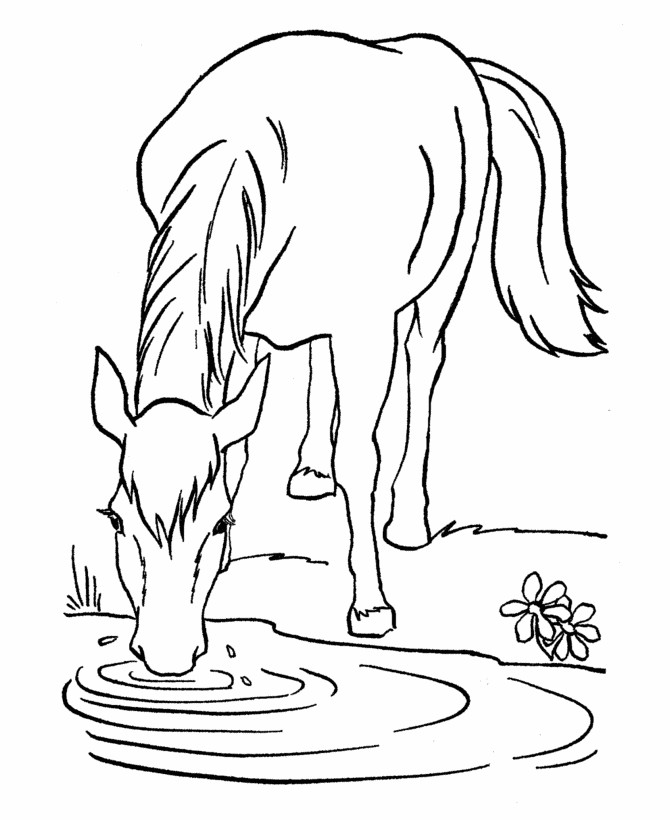 Coloring Book Pages Horse
 Free Printable Horse Coloring Pages For Kids