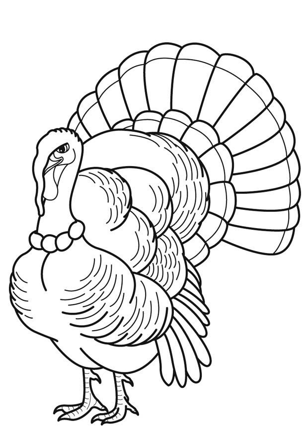 Coloring Book Pages Of Turkeys
 Free Printable Turkey Coloring Pages For Kids