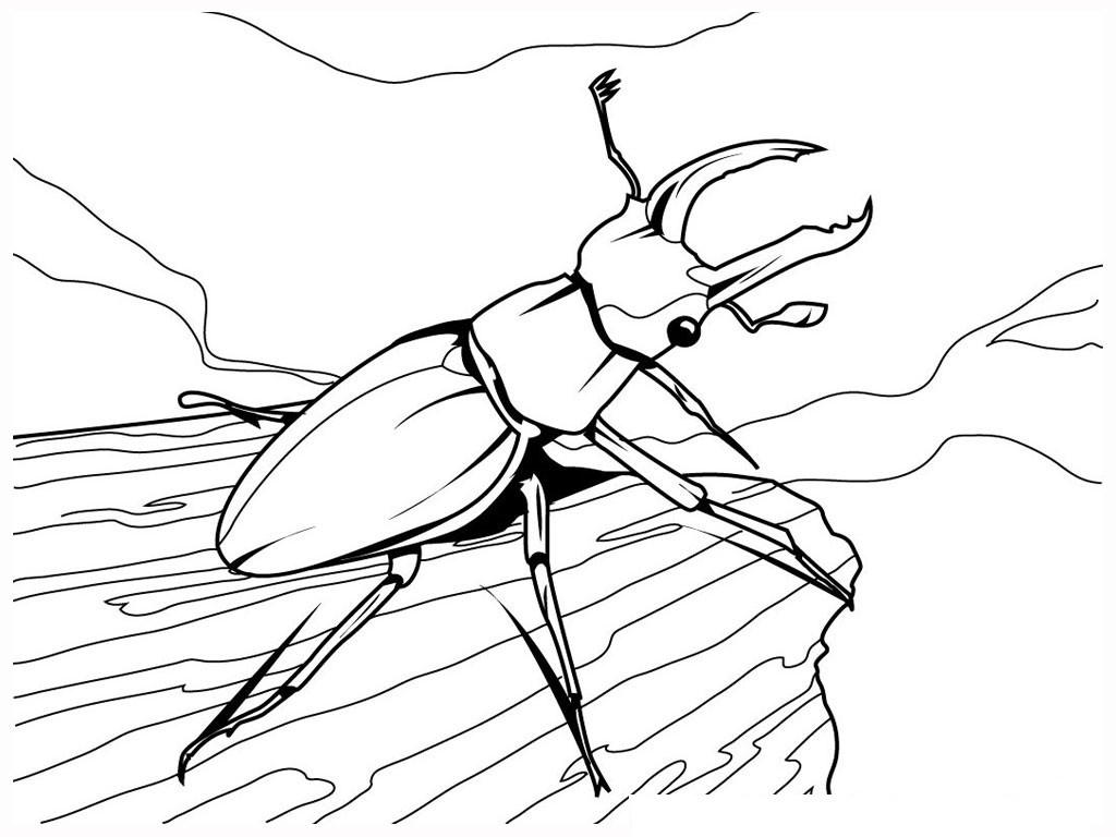 Coloring Pages Bugs
 Free Printable Bug Coloring Pages For Kids