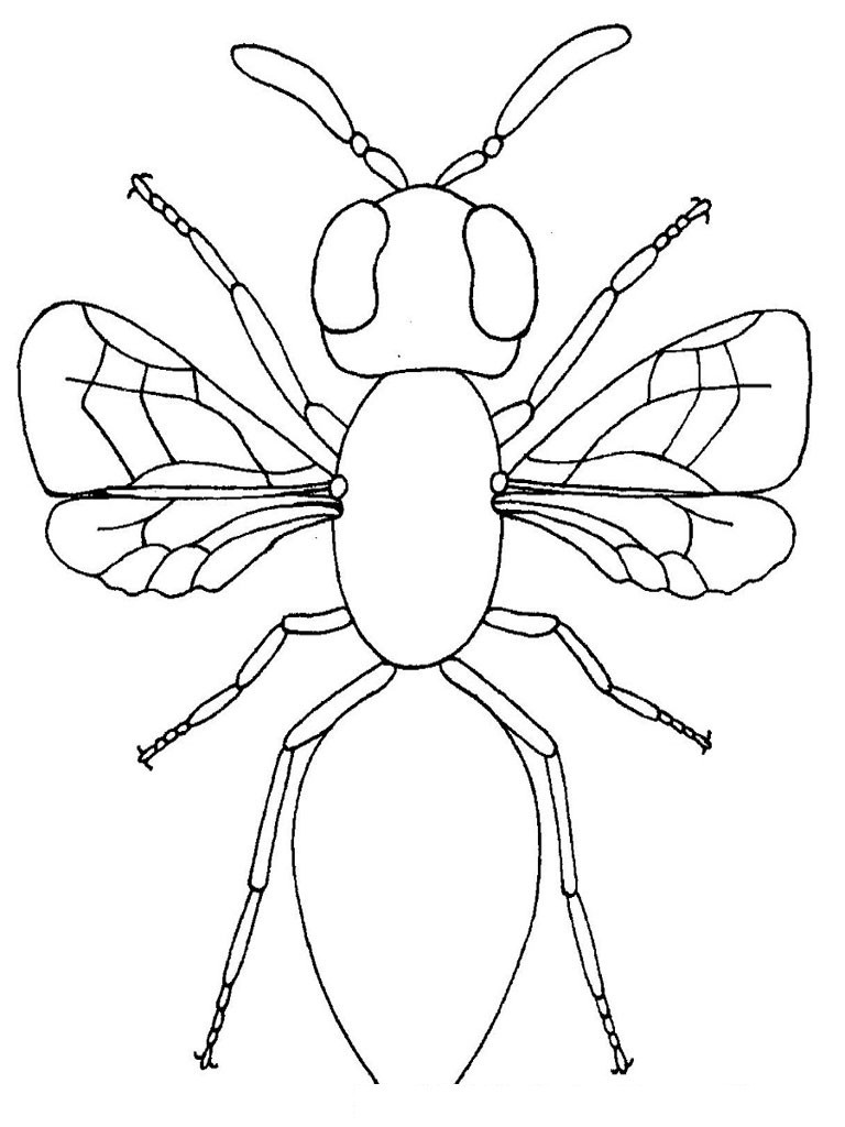 Coloring Pages Bugs
 Free Printable Bug Coloring Pages For Kids