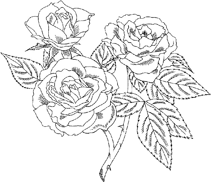 Coloring Pages For Adults Roses
 Roses Flower Coloring Pages