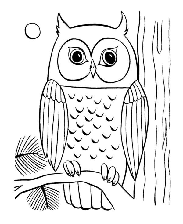 Coloring Pages For Girls Owls
 Printable Coloring Pages Gt Owl Gt Owl Coloring 5600