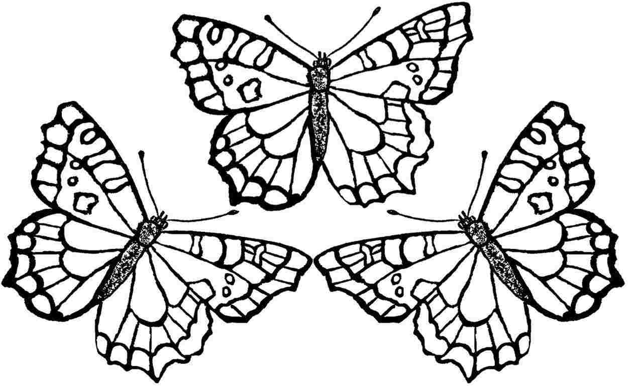 Coloring Pages For Kids Butterflies
 In Butterfly Coloring Pages on with HD Resolution 1250x769