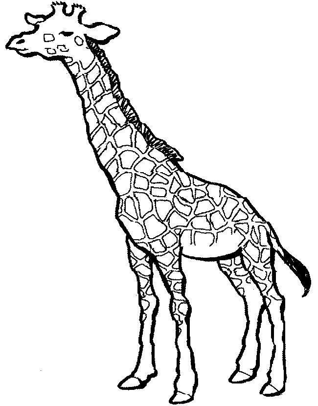 Coloring Pages For Teens Of Zebra And Giraffe Together
 SIMPLE GIRAFFE OUTLINE