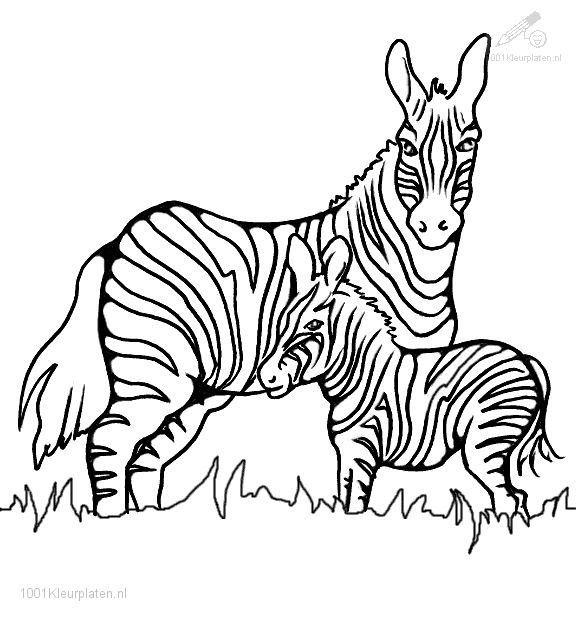 Coloring Pages For Teens Of Zebra And Giraffe Together
 198 best Dieren[dag] Kleurplaten images on Pinterest