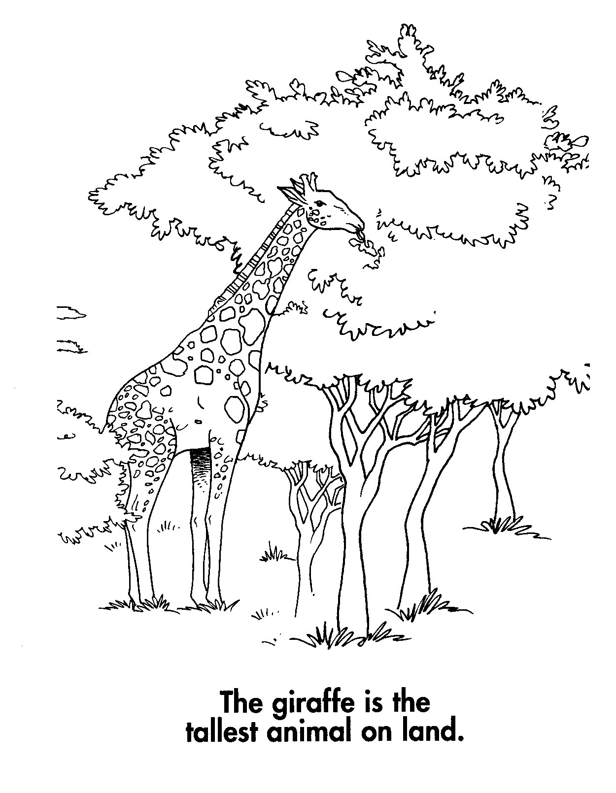 Coloring Pages For Teens Of Zebra And Giraffe Together
 Free Printable Giraffe Coloring Pages For Kids