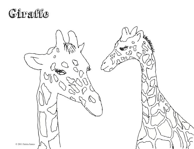 Coloring Pages For Teens Of Zebra And Giraffe Together
 1000 images about Giraffes on Pinterest