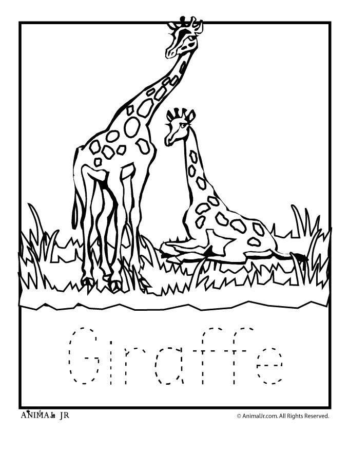 Coloring Pages For Teens Of Zebra And Giraffe Together
 Zoo Animal Coloring Pages Baby Giraffe
