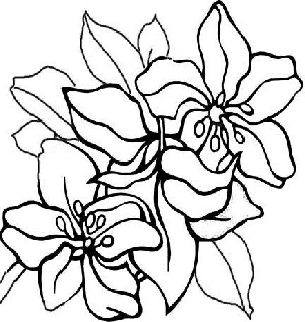 Coloring Pages For Teens Roses
 Flower Coloring Pages for Adults Bestofcoloring