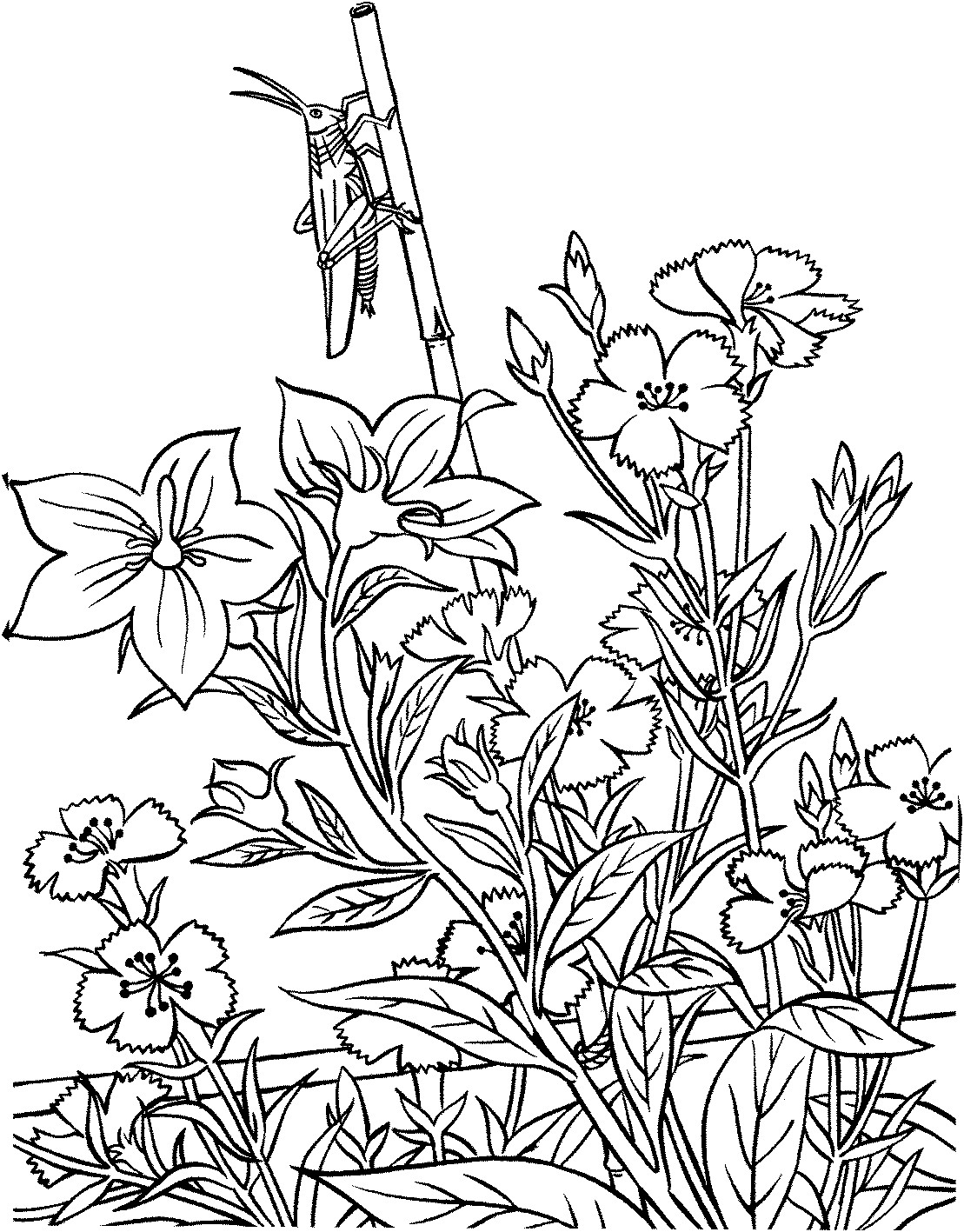 Coloring Pages Garden
 Gardening coloring pages to and print for free