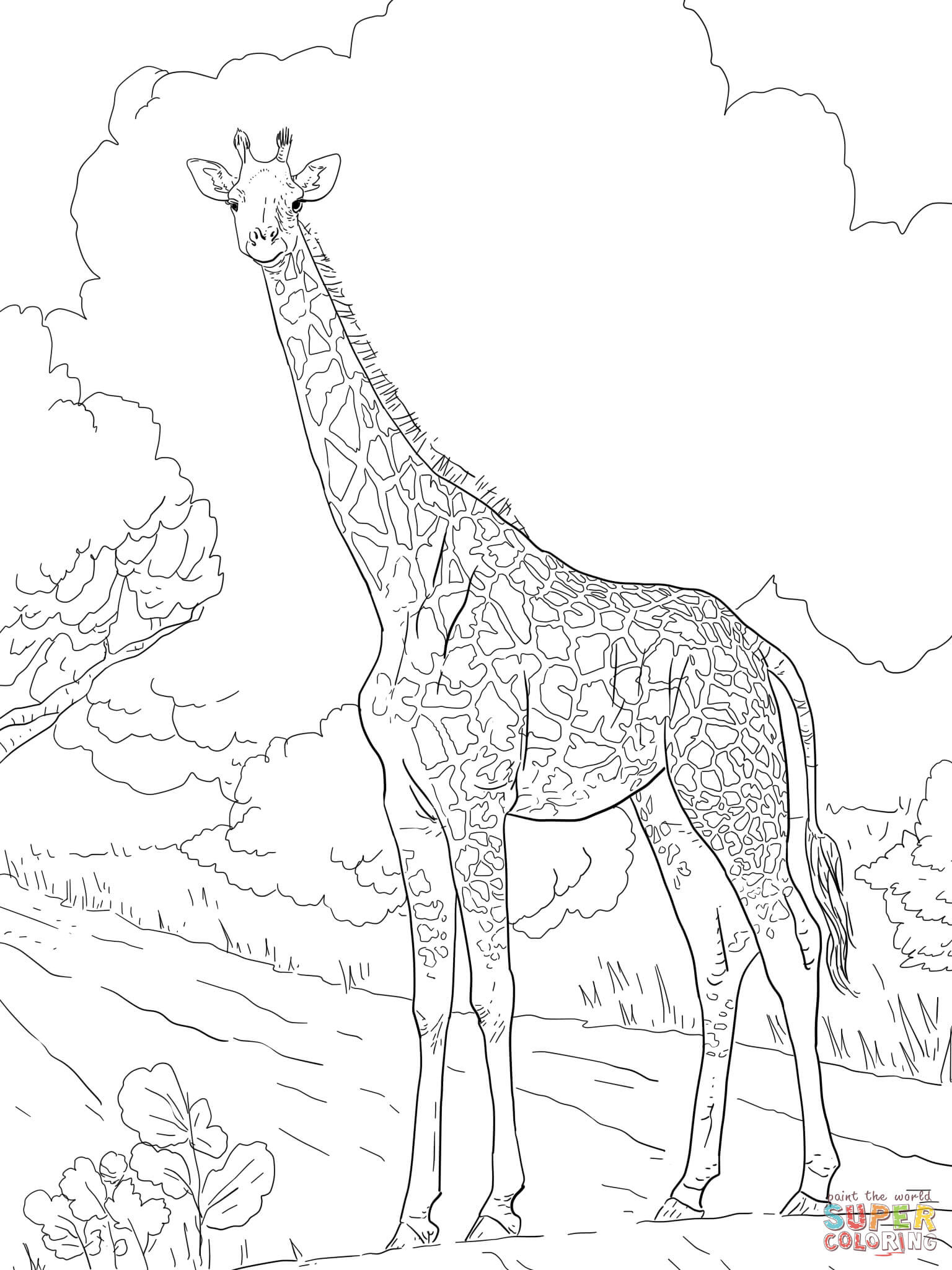 Coloring Pages Giraffe
 Female Masai Giraffe coloring page