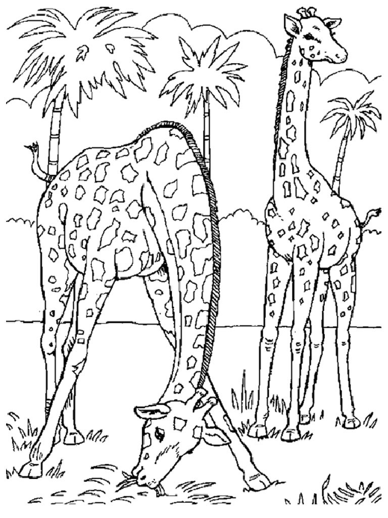 Coloring Pages Giraffe
 Free Printable Giraffe Coloring Pages For Kids