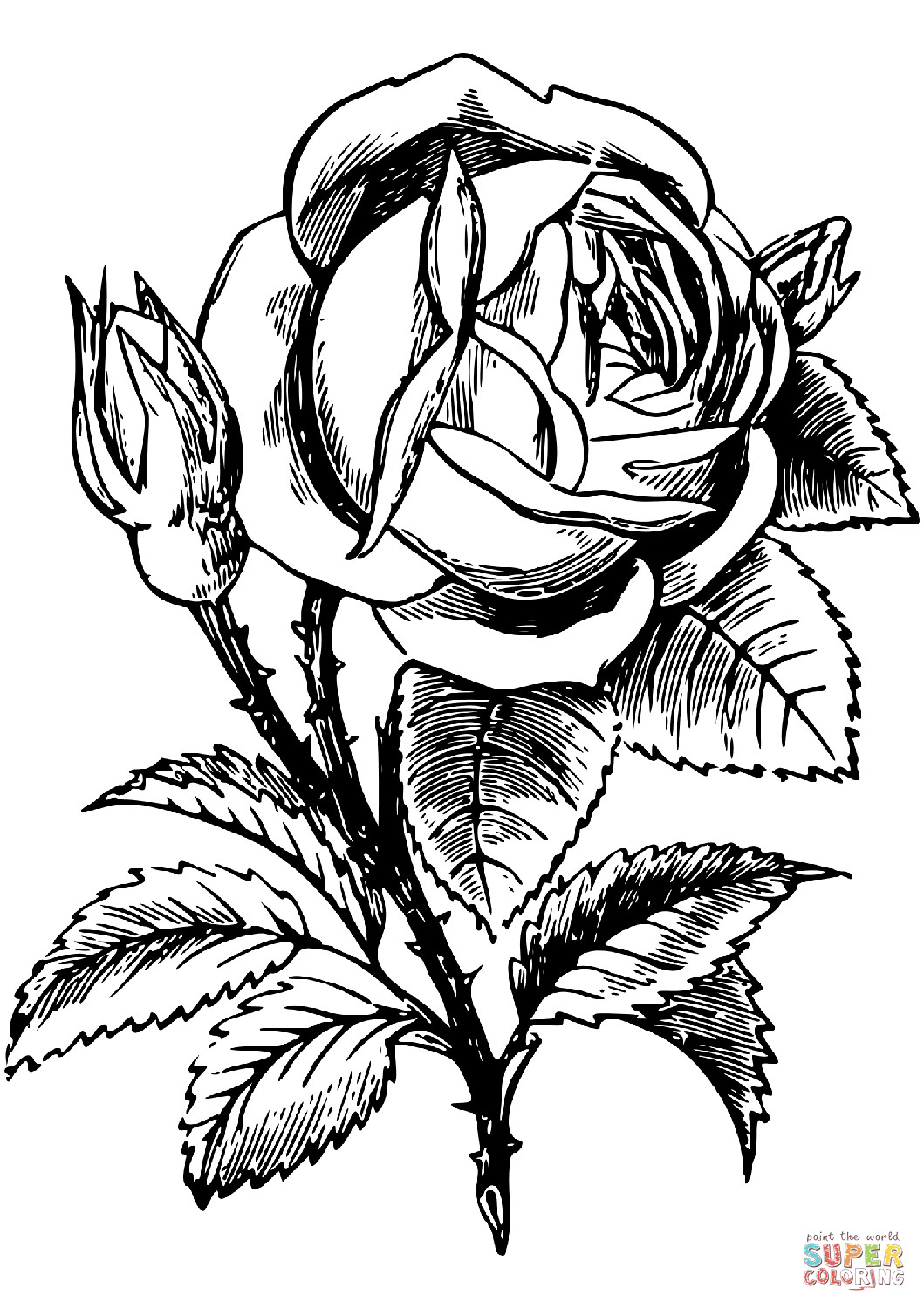 Coloring Pages Of Roses
 Rose coloring page