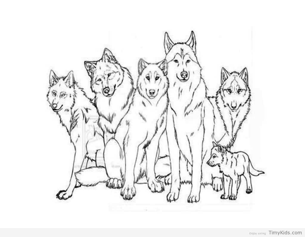 Coloring Pages Of Wolves
 Wolf Coloring Pages for Kids